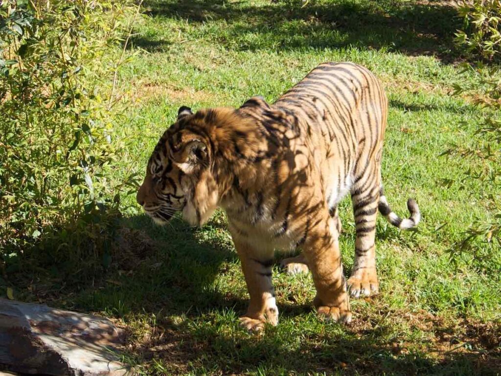 Tiger Mogo Zoo