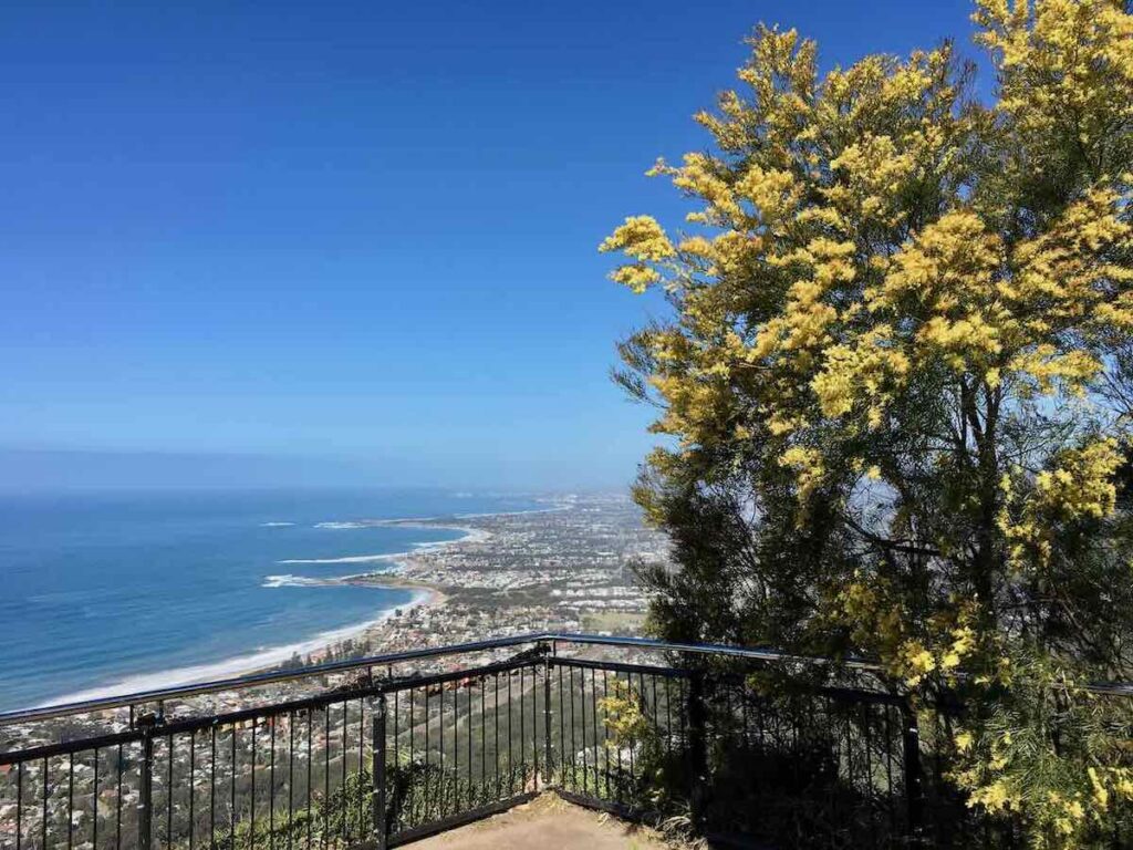 Sublime Point Lookout with Wattle